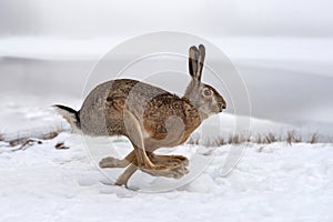 Hare running in the field