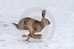 Hare running in the field photo