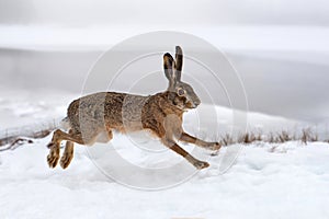 Hare running in the field photo