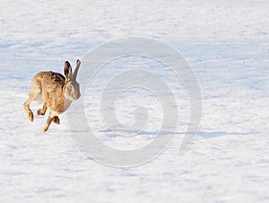 Hare running towards the camera