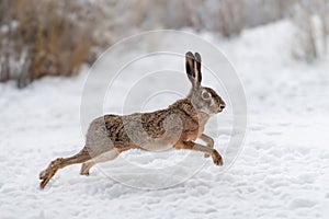 Hare running in the winter field