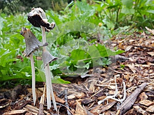 hare\'s foot inkcap mushrooms rowing in woodchip