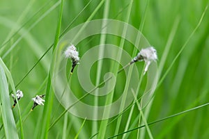 Hare`s-tail cottongrass, Eriophorum vaginatum