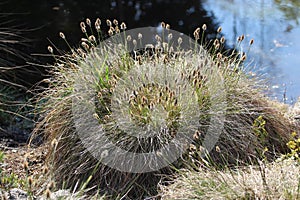 Hare`s-tail cottongrass, tussock cottongrass