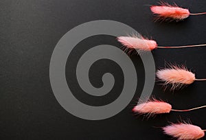 Hare`s-tail dry pink grass. Lagurus ovatus flat lay on black background