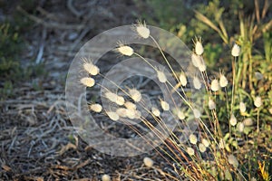 Hare`s Tail Grass Lagurus ovatus