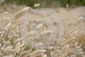 Hare`s tail grass - Lagurus ovatus