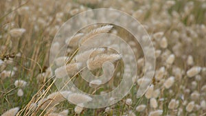 Hare`s tail grass - Lagurus ovatus