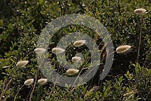 Hare`s tail grass - Lagurus ovatus
