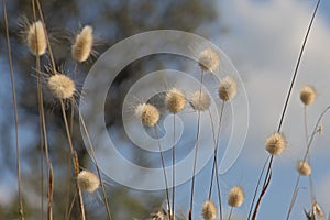 Hare`s tail grass - Lagurus ovatus