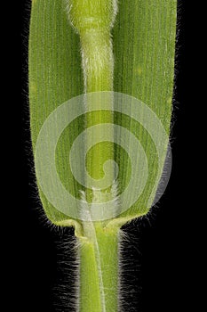 Hare\'s Tail (Lagurus ovatus). Culm and Leaf Sheath Closeup