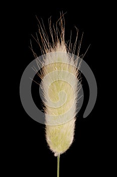 Hare\'s Tail (Lagurus ovatus). Flowering Panicle Closeup