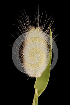 Hare\'s Tail (Lagurus ovatus). Flowering Panicle Closeup