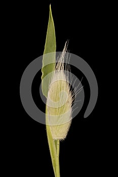 Hare\'s Tail (Lagurus ovatus). Immature Panicle Closeup