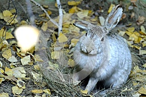 The hare sits in the grass among the yellow autumn foliage.