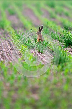 Hare sitting in fresh sowed agricultural field