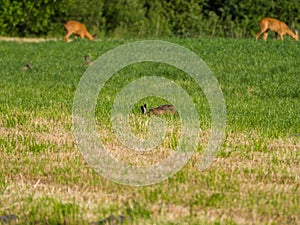 Hare sitting on a meadow with deer standing in the background