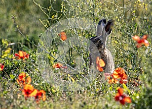 A hare sitting next to a field of poppies.