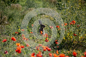 A hare sitting next to a field of poppies.