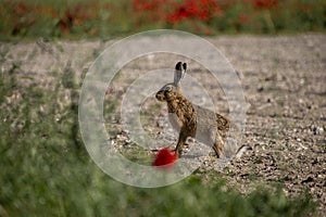 A hare sitting next to a field of poppies.