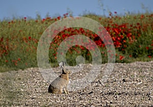 A hare sitting next to a field of poppies.
