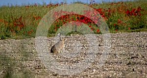 A hare sitting next to a field of poppies.