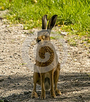 Hare in Springtime in the Dorset countryside.