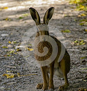 Hare in Springtime in the Dorset countryside.