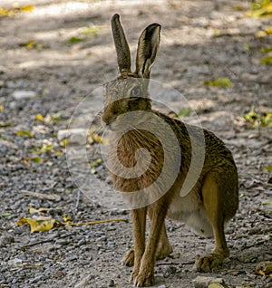 Hare in Springtime in the Dorset countryside.