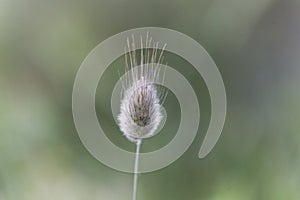 Hare tail grass Lagurus ovatus