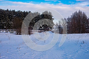 Hare tracks in the snow. Traces of a hare in the field go to the forest.