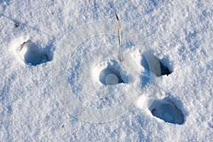 Hare tracks in winter in the snow
