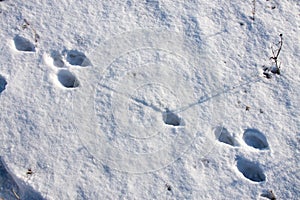 Hare tracks in winter in the snow