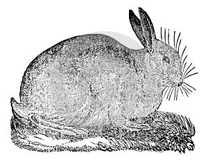 Hare, vintage engraving