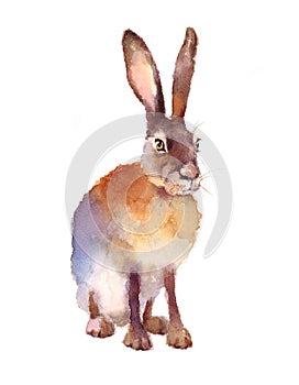 Hare Watercolor Animals Illustration Hand Painted