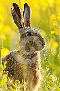 Hare in the wildflower meadow