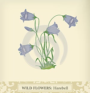 Harebell
