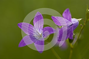 Harebell