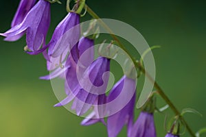 Harebell flower