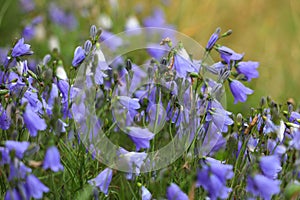 Harebell flowers in Norway photo