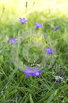 Harebell