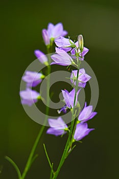 Harebell wildflowers