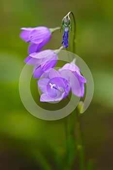 Harebell wildflowers