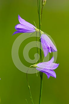 Harebell wildflowers