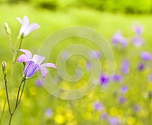 Harebell wildflowers