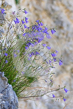 Harebells Campanula rotundifolia growing on cliff