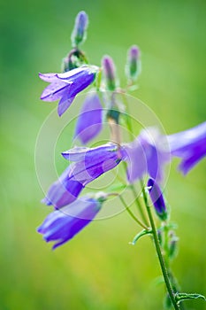 Harebells (Campanula) wild flowers