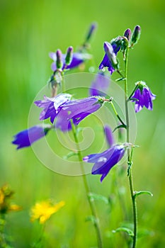 Harebells (Campanula) wild flowers