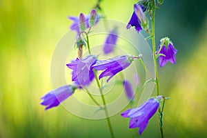 Harebells (Campanula) wild flowers