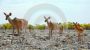 Harem of Female Kudu standing on rocky outcrop